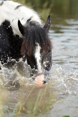 Gescheckte Pferde beim Baden im Fluß