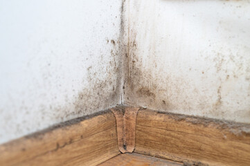 dust in the corner of the room. real old neglected dusty dirt, dirty toxic mold and fungus bacteria...