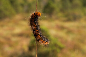 A golden brown hairy caterpillar macrothylacia rubi also known as fox moth climbing a straw stalk