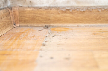 dust in the corner of the room. real old neglected dusty dirt, dirty toxic mold and fungus bacteria on the white wall, skirting board and wooden floor in the home in the apartment close up