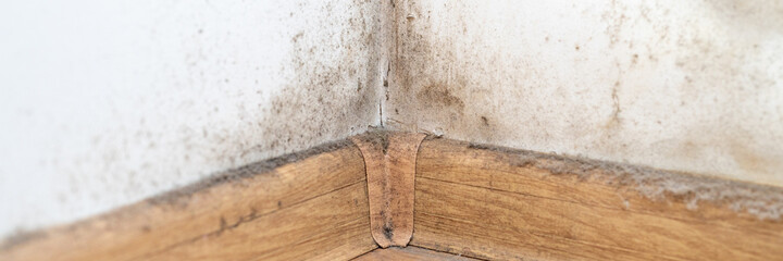 dust in the corner of the room. real old neglected dusty dirt, dirty toxic mold and fungus bacteria...