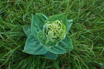 Fototapeta premium Poisonous plant Veratrum in drops of morning dew. View from above