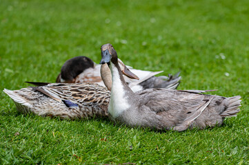 Hybird duck, cross between mallard and indian runner