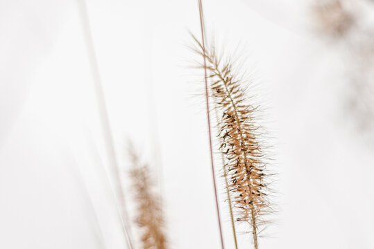 Suche trawy, trawy ozdobne na plakat w stylu boho, jesienne klimaty. Dry grass.