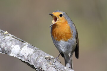 a singing robin on twig.