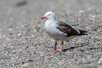 Sea gull with sea lions in the background, Patagonia , Argentina.