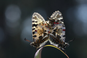 Eastern Festoon