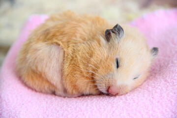 Syrian hamster sleeps on pink blanket close-up