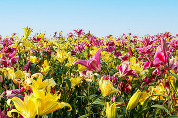 Blooming yellow and pink lilies (Lilium) during Spring beneath blue sky, flower field of Chengdu