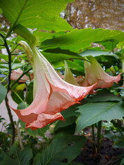 Pink flowers brugmansiya (angel trumpet)
