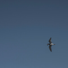 Sandwich Tern in flight, Patagonia Argentina.