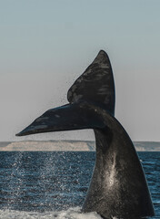 Whale tail out of water, Peninsula valdes,Patagonia,Argentina.