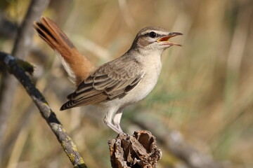 Rufous-tailed Scrub-Robin