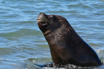 Naklejka premium Male Sea Lion , Patagonia, Argentina