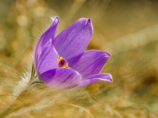 Pasque flower (Pulsatilla grandis) on spring meadow