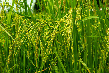 Rice seed in field