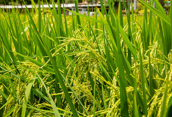 Rice seed in field