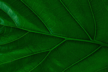 close up green leaf texture