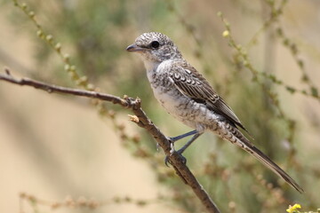 Red-backed shrike