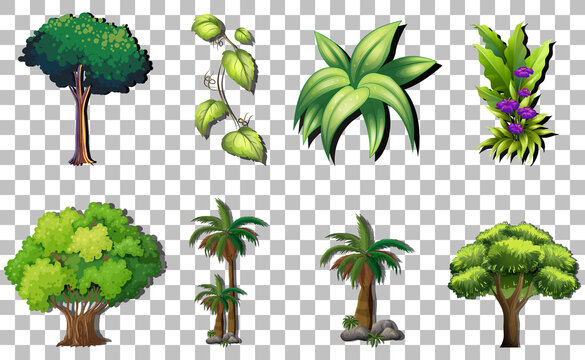 Set of variety plants and trees on transparent background