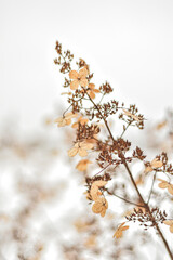 Suche kwiaty hortensji bukietowej, suche kwiaty ozdobne na plakat w stylu boho. Dry hydrangea, poster. © Anita