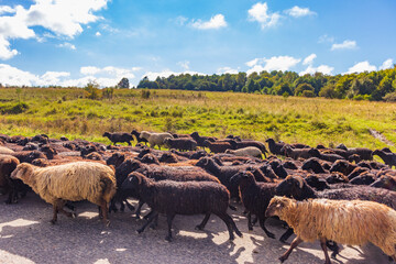flock of sheep walking in the countryside