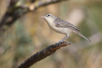Eastern Olivaceous Warbler
