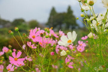 Obraz premium flowers in the field