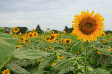 Obraz premium field of sunflowers