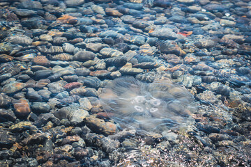 A transparent jellyfish swims in a blue sea with a lot of colorful stones and algae that shimmer in the rays of the bright sun