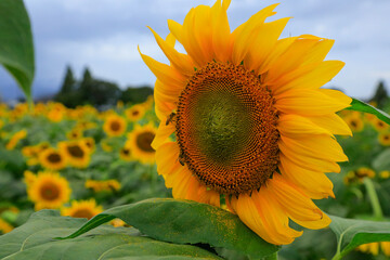 sunflower on the field