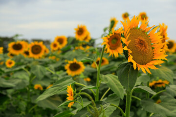 sunflower and bee
