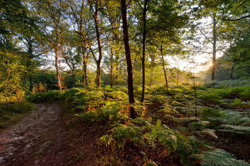 Hiking path GR1 in Rambouillet forest