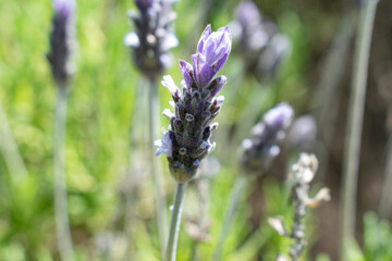 close up of lavender