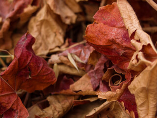 autumn leaves on the ground
