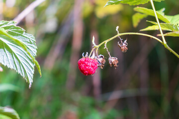 Ripe red wild raspberry lightened by the bright sun on the forest meadow. Selective focus.
