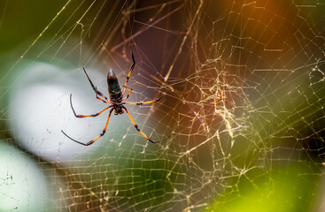 Spider on the webTropical Background Sun Light Holiday Travel Design Space Palm Trees Branches...