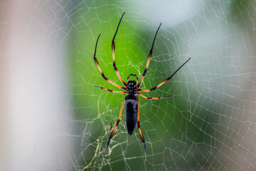 Spider on the webTropical Background Sun Light Holiday Travel Design Space Palm Trees Branches Landscape Indonesia Seychelles Philippines Travel Island Relax Sea Ocean Rain Cloud