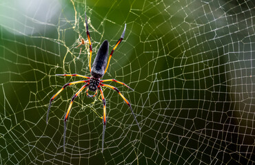 Spider on the webTropical Background Sun Light Holiday Travel Design Space Palm Trees Branches Landscape Indonesia Seychelles Philippines Travel Island Relax Sea Ocean Rain Cloud