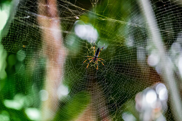 Spider on the webTropical Background Sun Light Holiday Travel Design Space Palm Trees Branches Landscape Indonesia Seychelles Philippines Travel Island Relax Sea Ocean Rain Cloud
