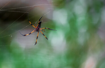 Spider on the webTropical Background Sun Light Holiday Travel Design Space Palm Trees Branches...