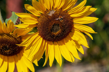 Fototapete bei efototapeten.de bestellen   