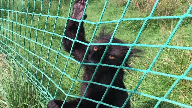 Kids are Feeding with fruits Black lemur (Eulemur macaco) in Zoo in Europe. Lemur is sitting behind green fabric net.