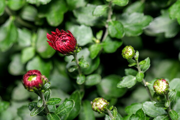 Art postcard macro photography