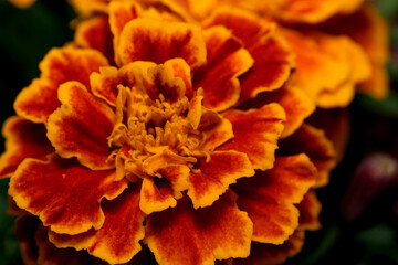 Art postcard macro photography