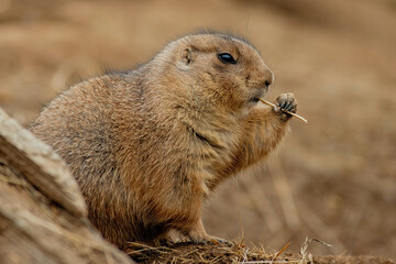 Black-tailed prairie dog eating straw
