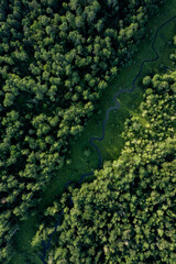 Aerial view on the river in the forest on a sunny day 