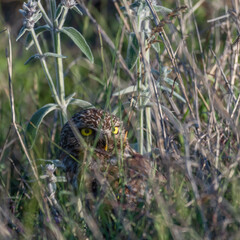 Adult little owl Athene noctua hiding in the grass