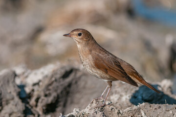 Common nightingale, Luscinia megarhynchos, in the wild