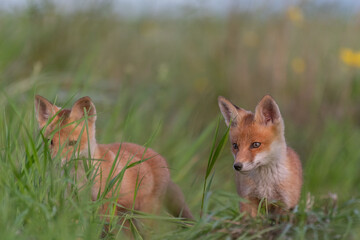 Portrait red fox cub Vulpes vulpes in the habitat